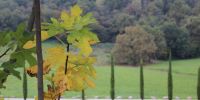 Leggi tutto: Slideshow in home page Bose