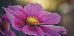 Foto di Nikita Broutman su Unsplash