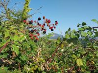 Leggi tutto: Slideshow in home page Civitella