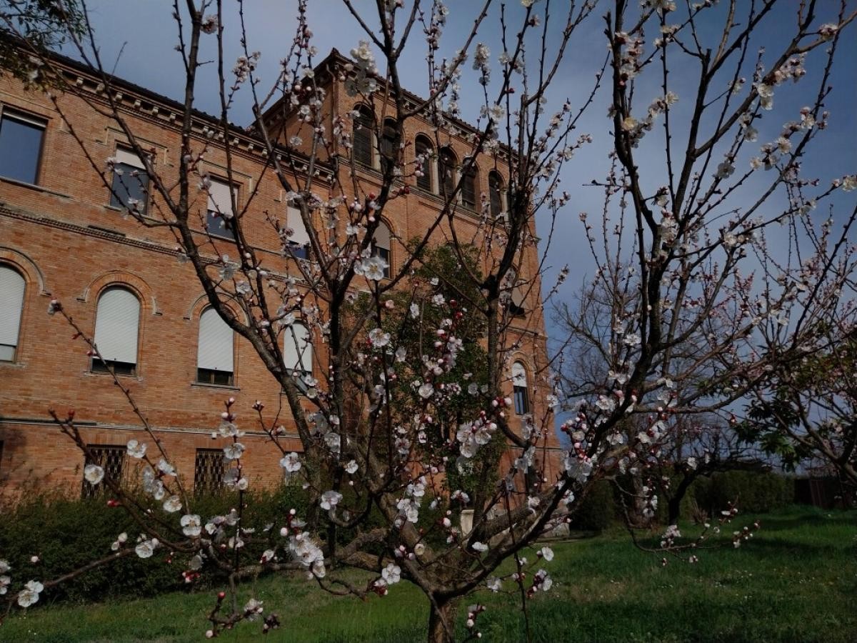 05-fioritura_albicocchi
